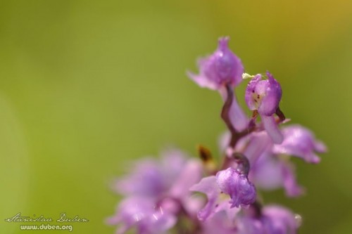 ceske-orchideje-05-2012_13