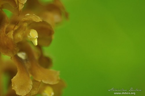 ceske-orchideje-05-2012_18