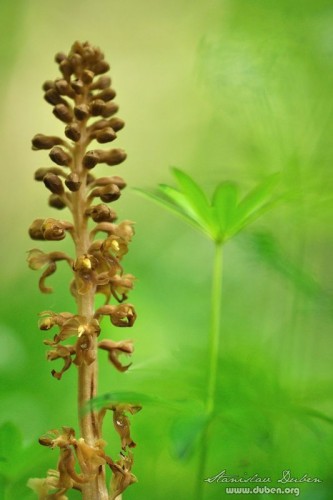ceske-orchideje-05-2012_21