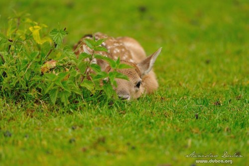 dancata-cerven-2012-02