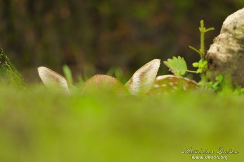 dancata-cerven-2012-07
