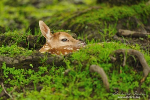 dancata-cerven-2012-11