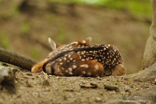 dancata-cerven-2012-16