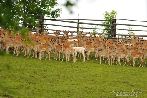 dancata-stado-cerven-2012-01