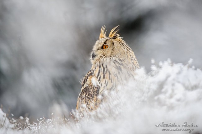 Výr velký západosibiřský, Bubo bubo sibiricus