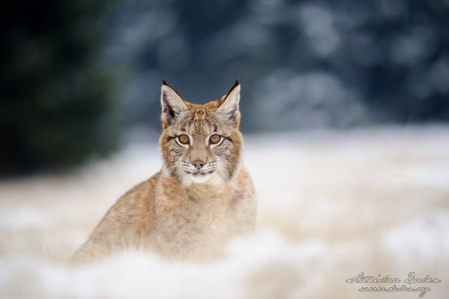 Rys ostrovid, Lynx lynx