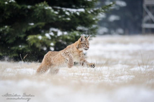 Rys ostrovid, Lynx lynx