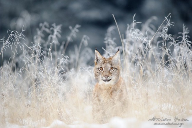 Rys ostrovid, Lynx lynx