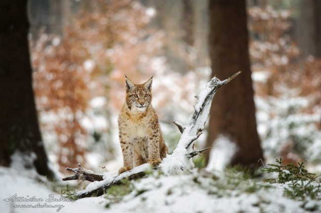 Rys ostrovid, Lynx lynx