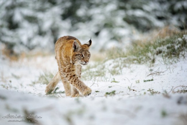 Rys ostrovid, Lynx lynx