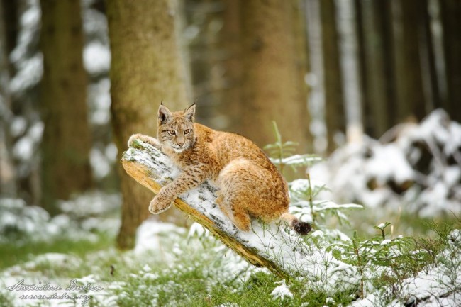 Rys ostrovid, Lynx lynx