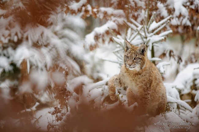 Rys ostrovid, Lynx lynx