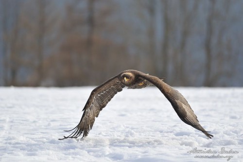 Orel stepní (Aquila nipalensis)