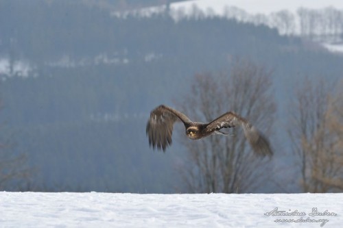 Orel stepní (Aquila nipalensis)