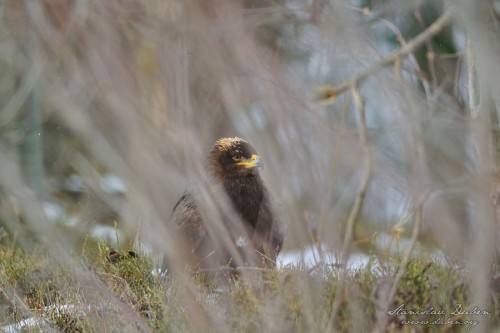 Orel stepní (Aquila nipalensis)