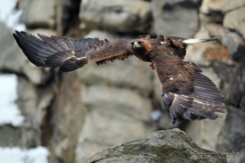 Orel skalní (Aquila chrysaetos)