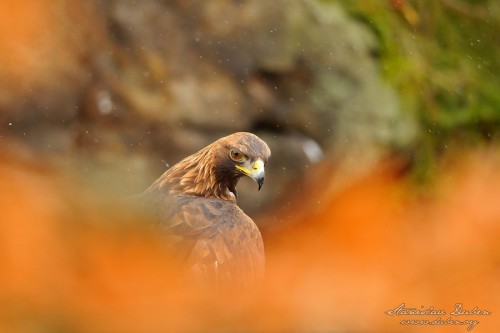 Orel skalní (Aquila chrysaetos)