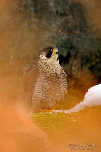 Sokol stěhovavý (Falco peregrinus)
