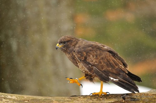 Káně lesní (Buteo buteo)