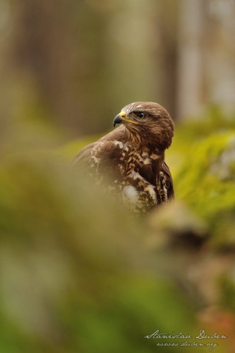 Káně lesní - Buteo buteo