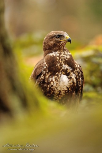 Káně lesní - Buteo buteo