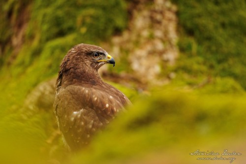 Káně lesní - Buteo buteo