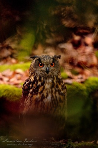 Výr velký - Bubo bubo