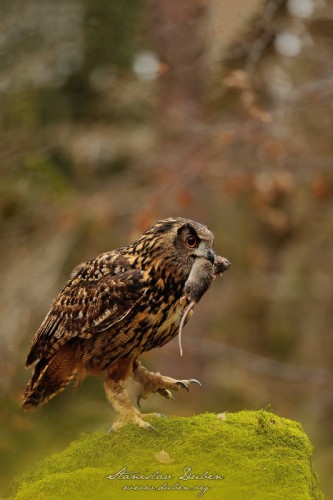 Výr velký - Bubo bubo