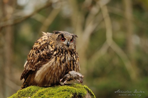 Výr velký - Bubo bubo