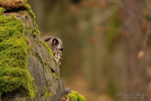 Výr velký - Bubo bubo