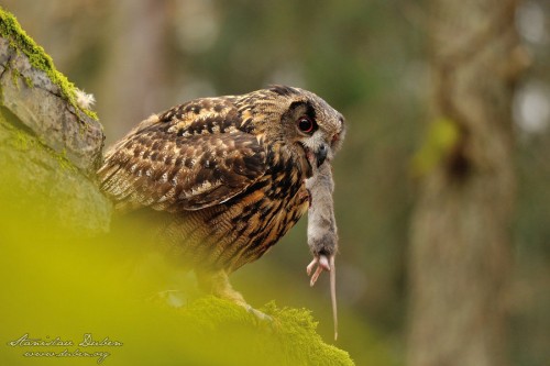 Výr velký - Bubo bubo