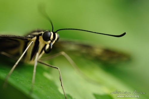 fatamorgana-motyli-2012-06