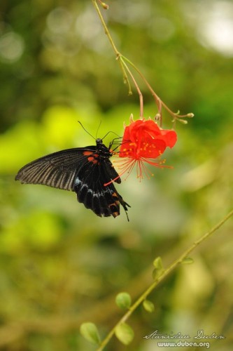 fatamorgana-motyli-2012-08