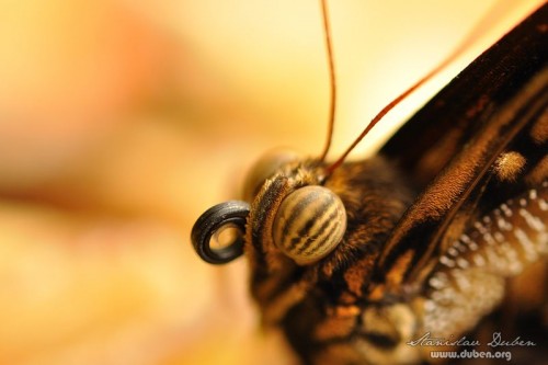 fatamorgana-motyli-2012-10