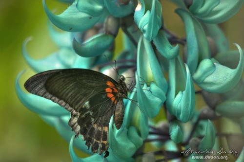 fatamorgana-motyli-2012-11