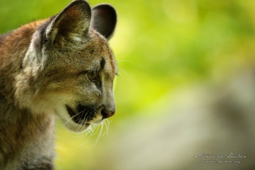 puma-americka-1