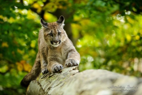 puma-americka-2