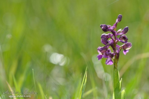 orchideje-v-ceskem-krasu-02