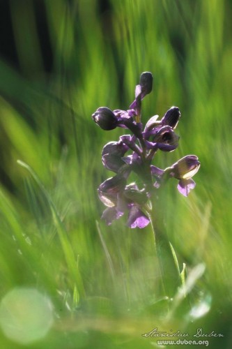 orchideje-v-ceskem-krasu-03