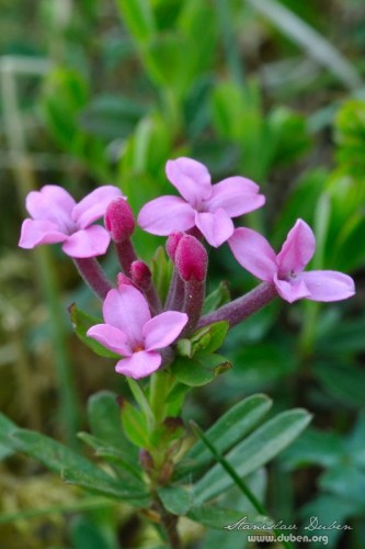 orchideje-v-ceskem-krasu-06