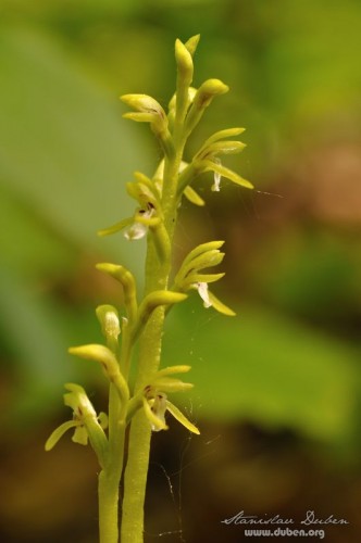 orchideje-v-ceskem-krasu-08
