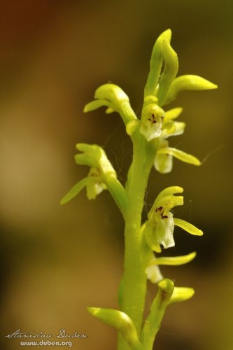 orchideje-v-ceskem-krasu-10
