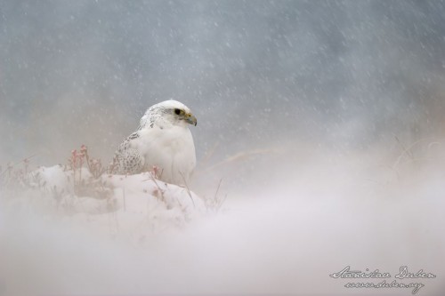 priroda-1-2-2012-raroh-lovecky
