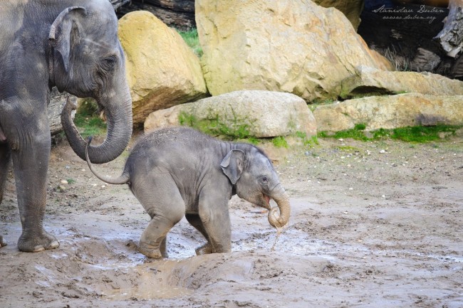 slunata-zoo-praha-11-2016-02