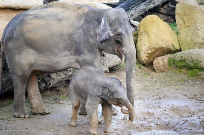 slunata-zoo-praha-11-2016-03