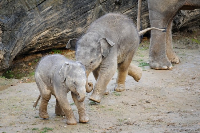 slunata-zoo-praha-11-2016-04