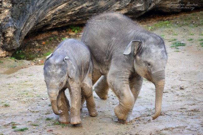 slunata-zoo-praha-11-2016-05