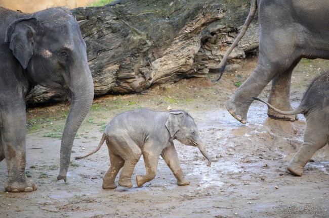 slunata-zoo-praha-11-2016-06