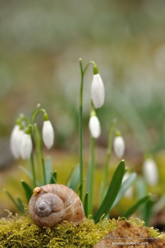 snezenky-2012-05