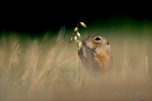 sysel-srpen-2013-04